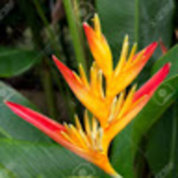 Meet your Posher, Maria - Picture 1 of 1